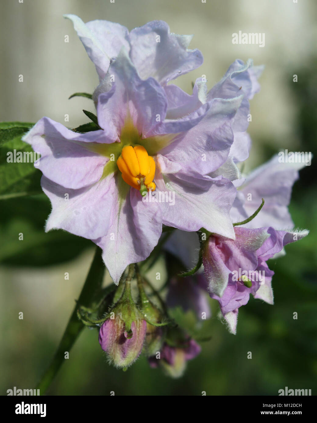 Die hübsche lila Blumen der Kartoffelpflanze, Solanum tuberosum. Stockfoto