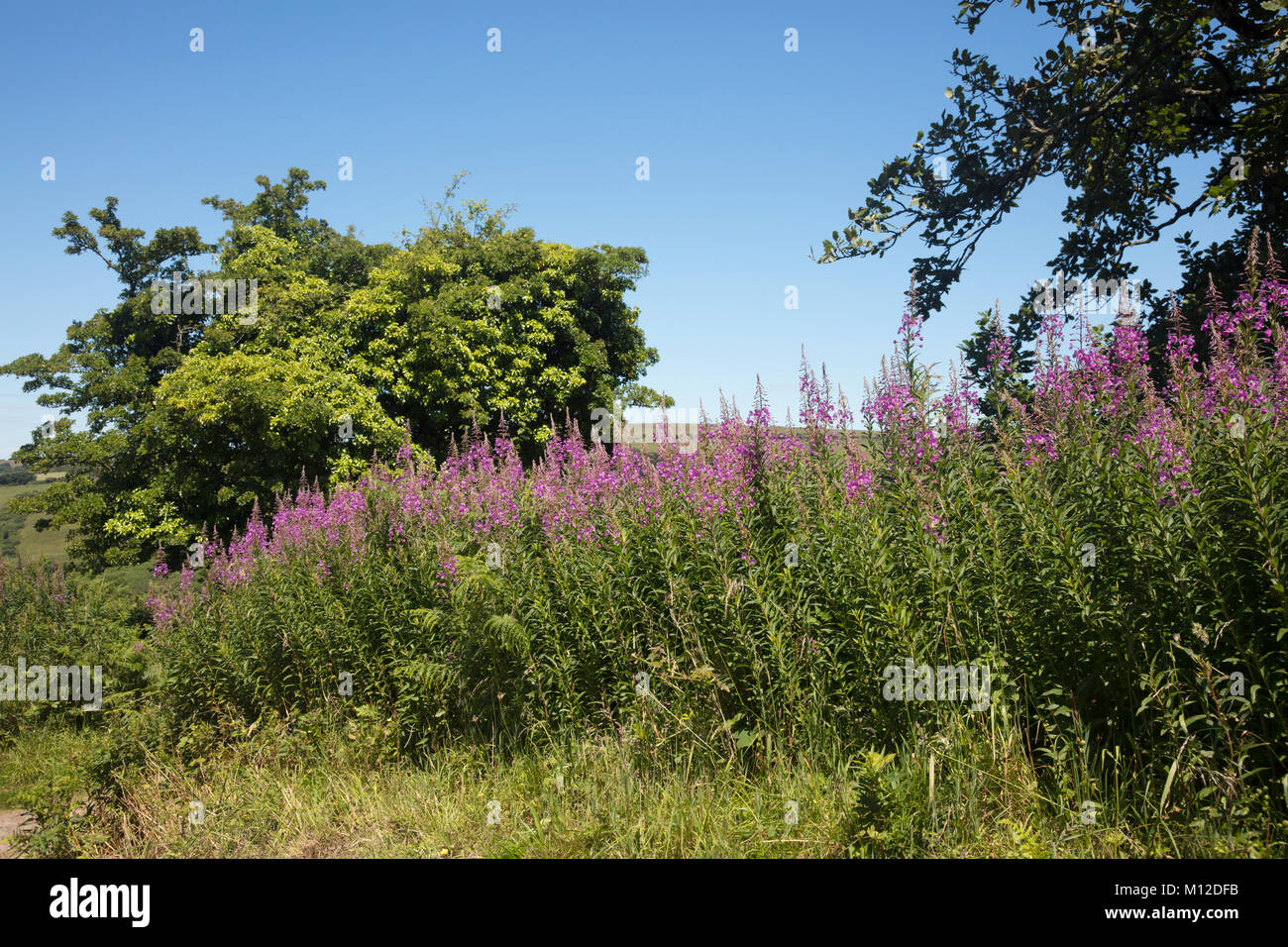 Rosa Wildblumen in die Hecken von North Devon England Stockfoto