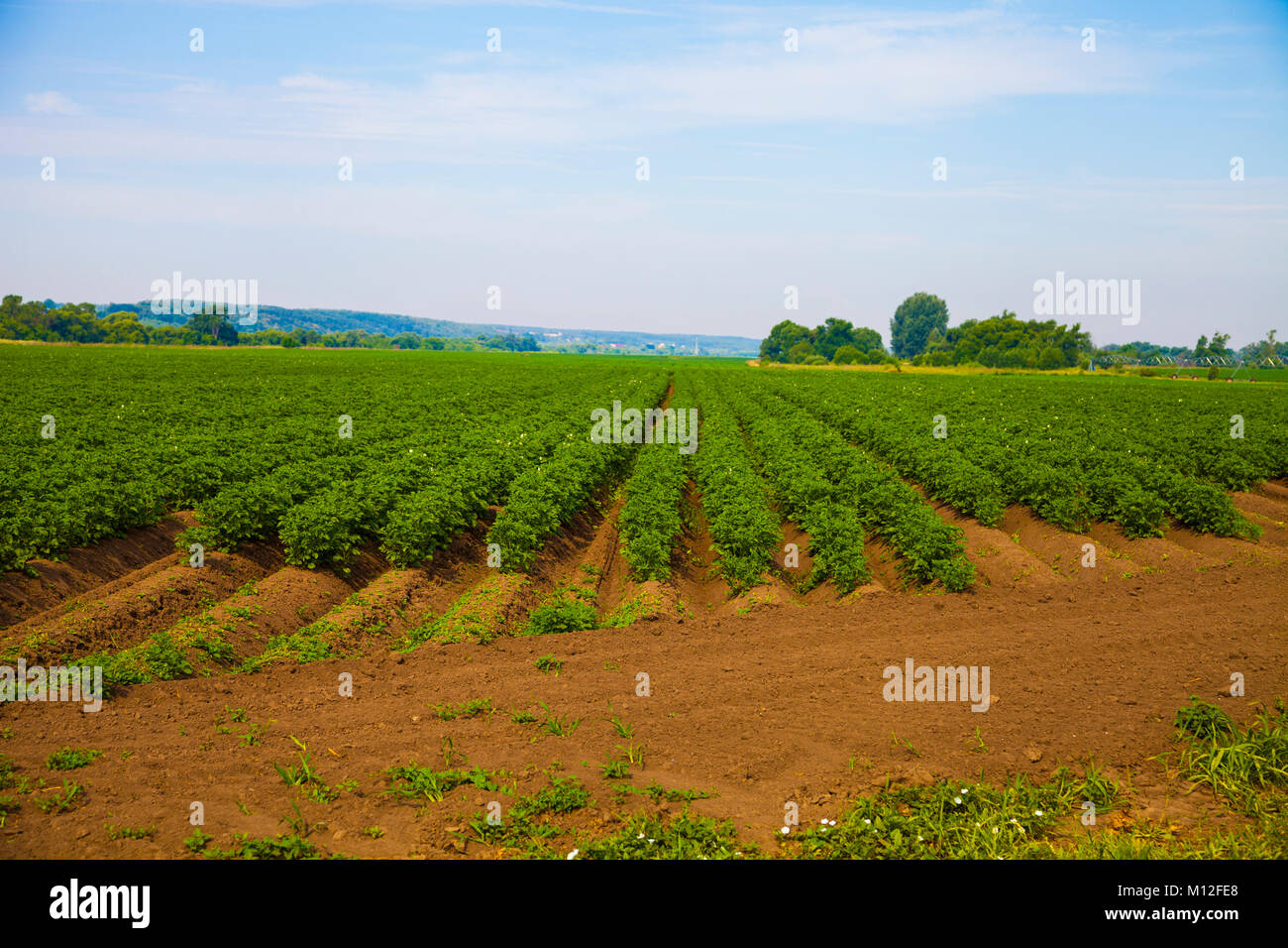 Kartoffelfeld an einem sonnigen Sommertag. Landwirtschaft, Anbau von Gemüse. Stockfoto