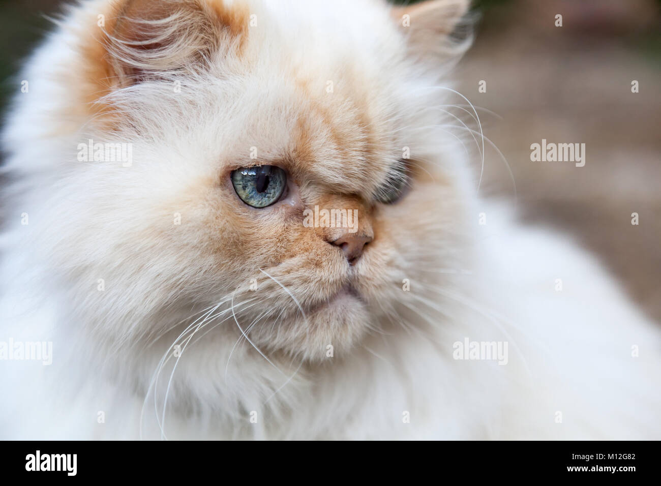 Himalayan cat hautnah. Weiß mit Flamme orange Tipps und blaue Augen. Selektiver Fokus mit unscharfen Hintergrund. Stockfoto