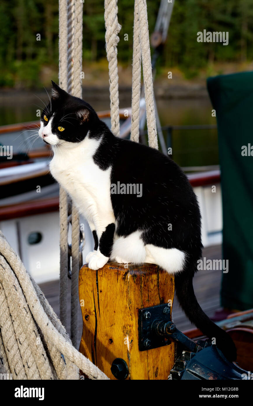 Die Katze auf dem Segelboot. Close Up, selektive konzentrieren. Traditionelle Schiff Katze leben auf dem Boot, Begleiter und mouser. Stockfoto