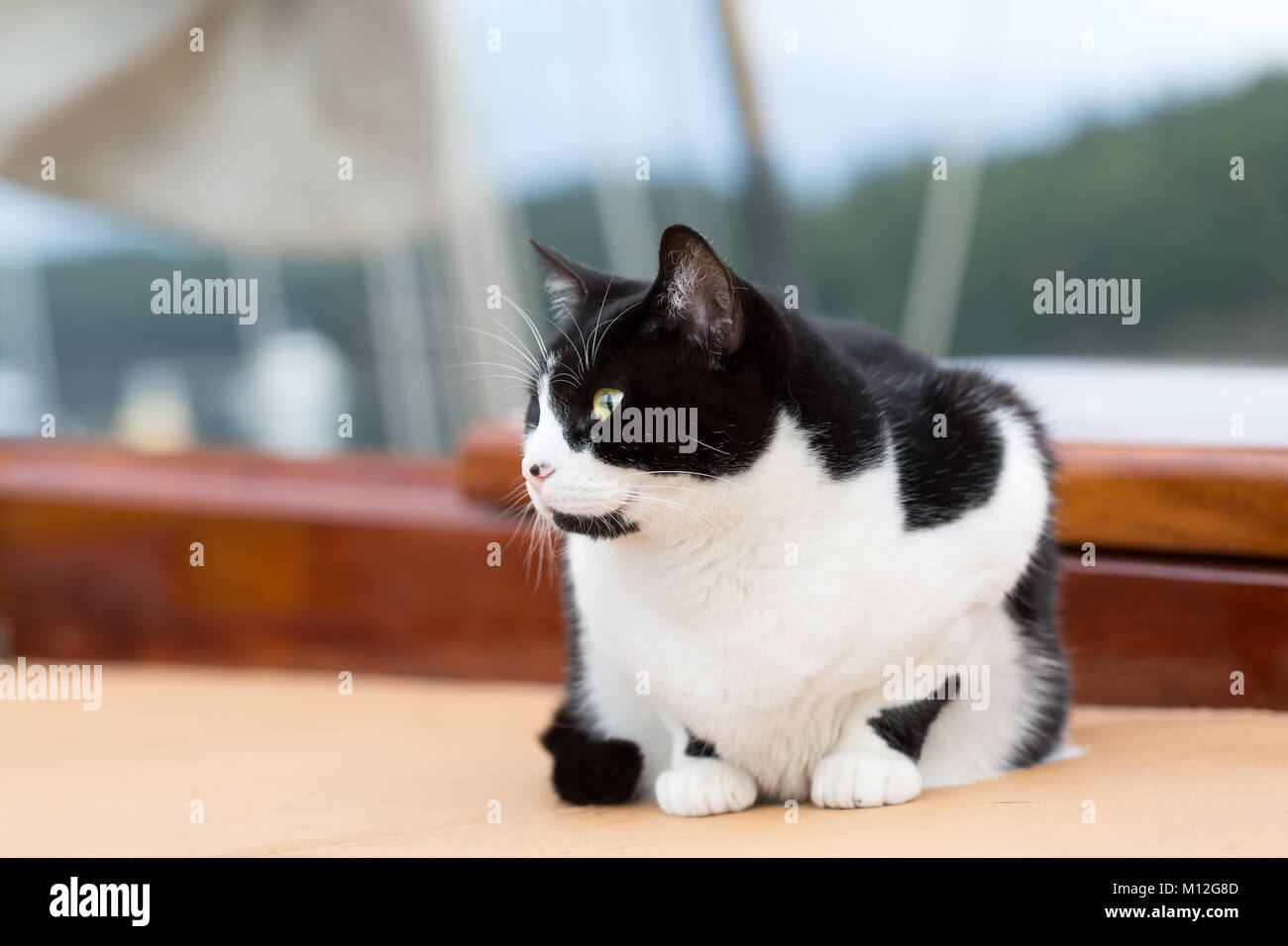 Die Katze auf dem Segelboot. Close Up, selektive konzentrieren. Traditionelle Schiff Katze leben auf dem Boot, Begleiter und mouser. Stockfoto