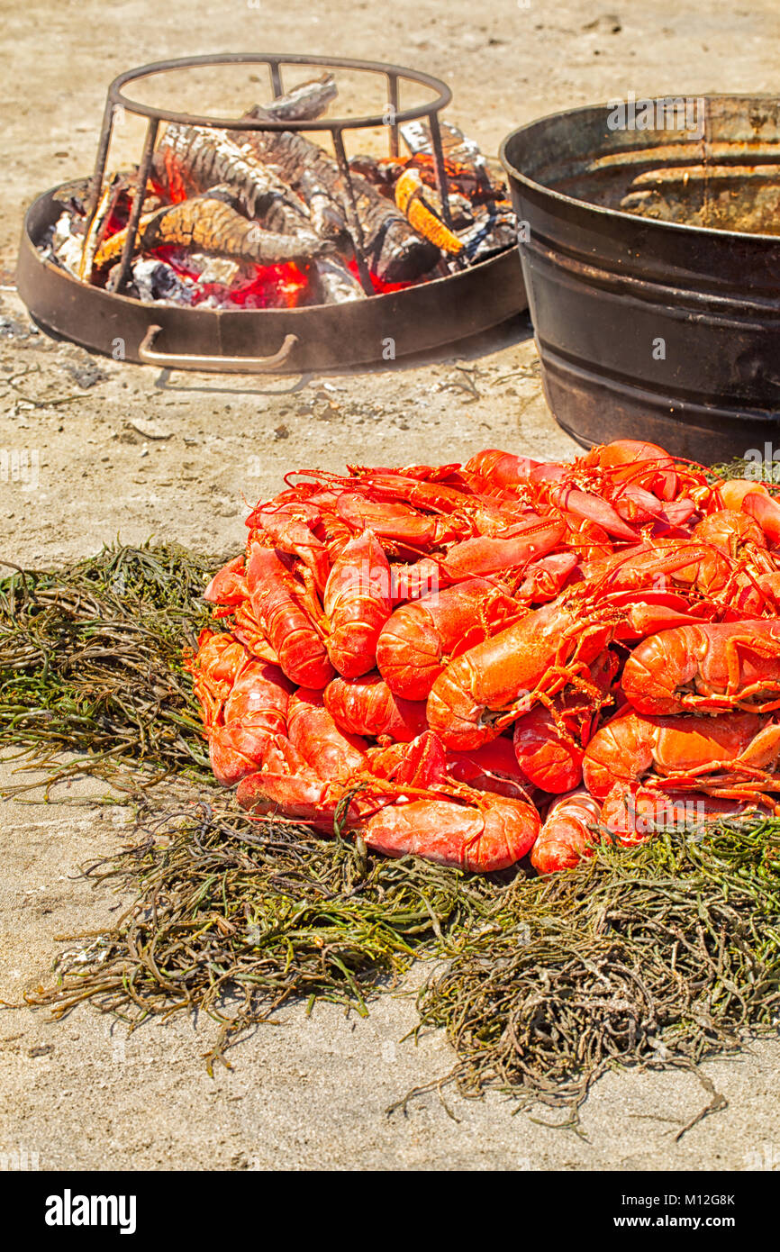 Hummer backen auf einem Maine Strand. Dutzende von frischen Hummer gedünstet in einem großen Topf auf einem Holzfeuer und drehte sich auf einem Bett von Algen. Sommer Tradition. Stockfoto