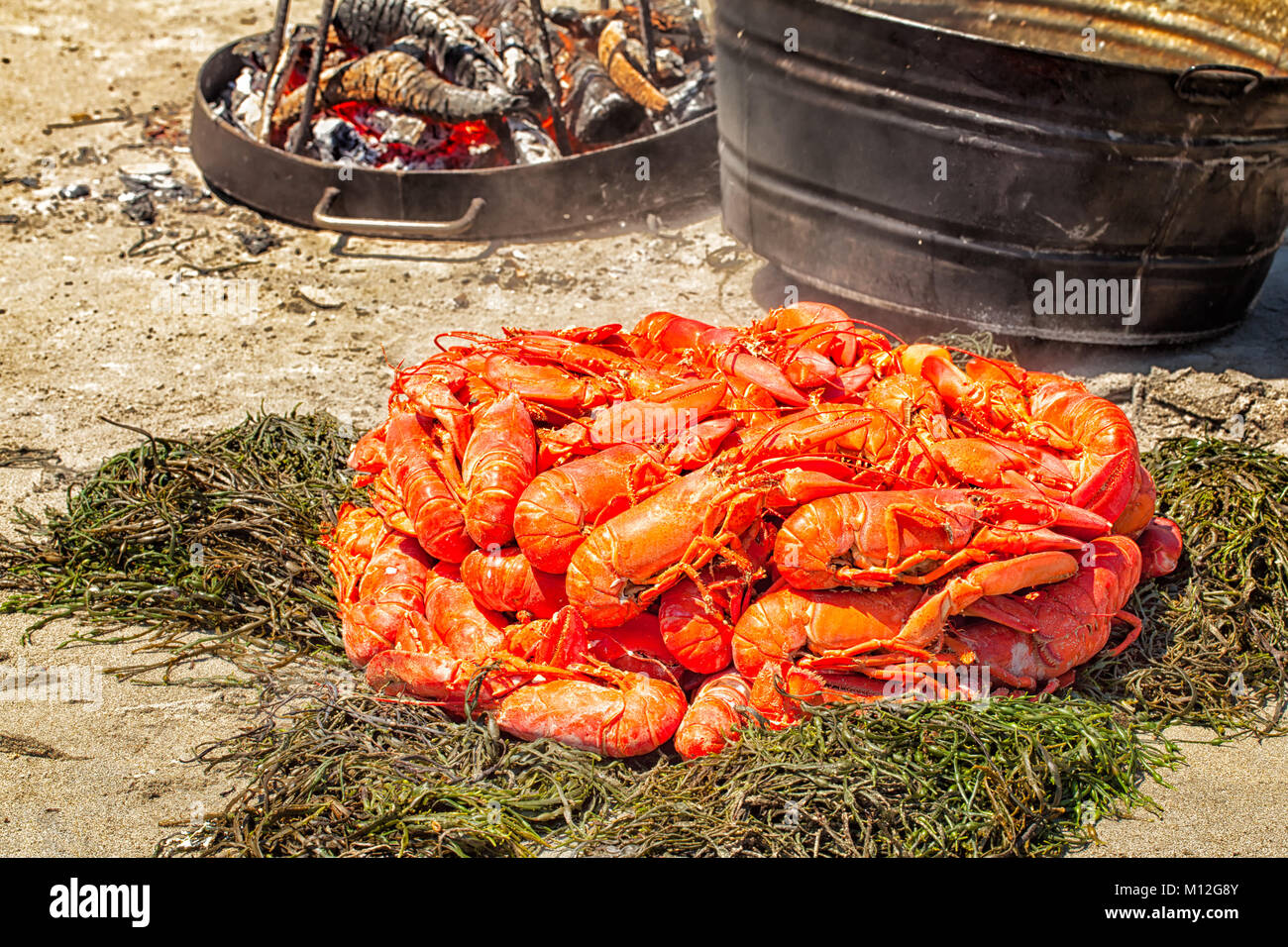 Hummer backen auf einem Maine Strand. Dutzende von Frische ganze Hummer gedünstet in einem großen Topf auf einem Holzfeuer und drehte sich auf einem Bett von Algen. Sommer Tradition. Stockfoto