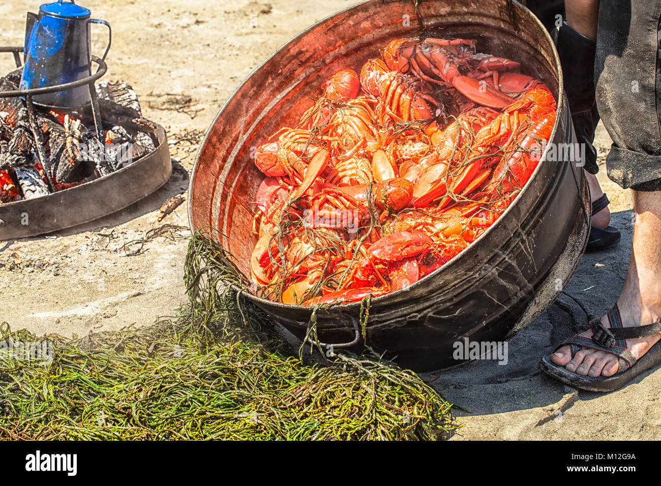 Hummer backen auf einem Maine Strand. Dutzende von frischen Hummer gedünstet in einem großen Topf auf einem Holzfeuer und drehte sich auf einem Bett von Algen. Sommer Tradition. Stockfoto