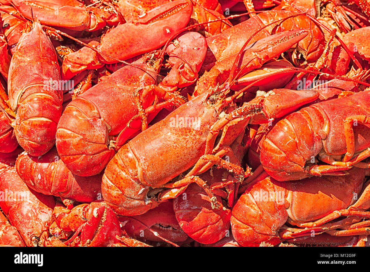 Haufen frischen Hummer gedämpft und bereit, an einer traditionellen New England Hummer backen zu essen. Ansicht von oben. Nahaufnahme Detail. Stockfoto