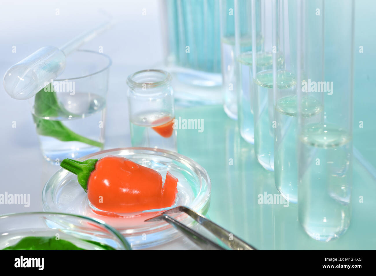 Prüfung rote Paprika für die Verunreinigung mit Pestiziden im Labor Stockfoto