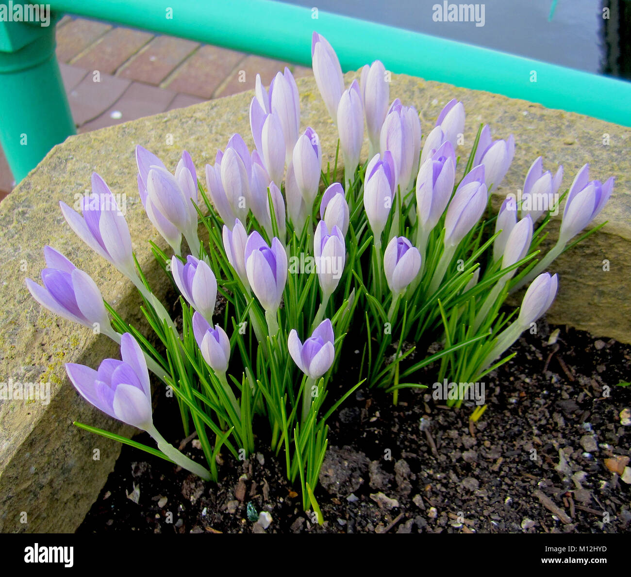 Lila Krokusse wachsen auf ein blumenbeet Ostern design Stockfoto