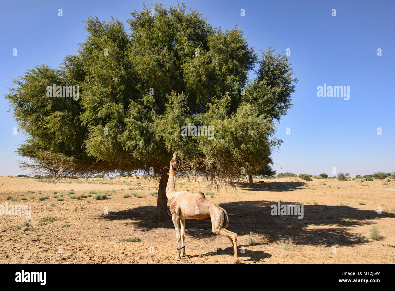 Kamele in der Wüste Thar, Rajasthan, Indien Stockfoto