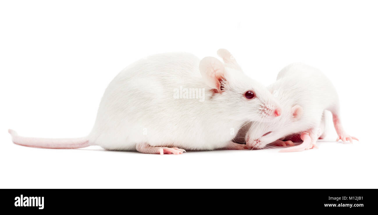 Weiße Maus mit einem pup Stockfoto