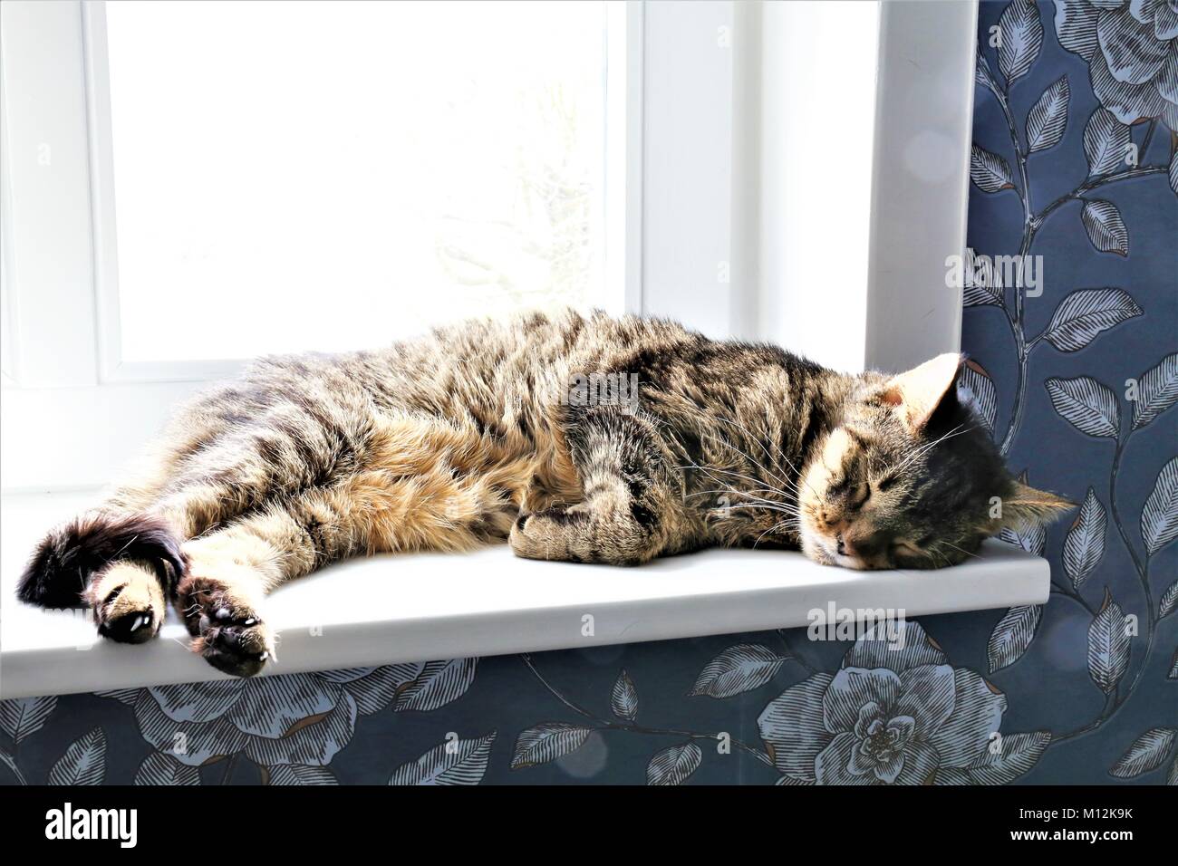 Katze Stockfoto
