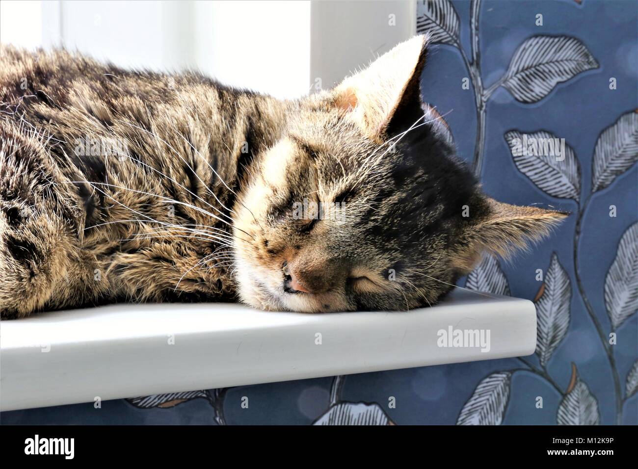 Katze Stockfoto