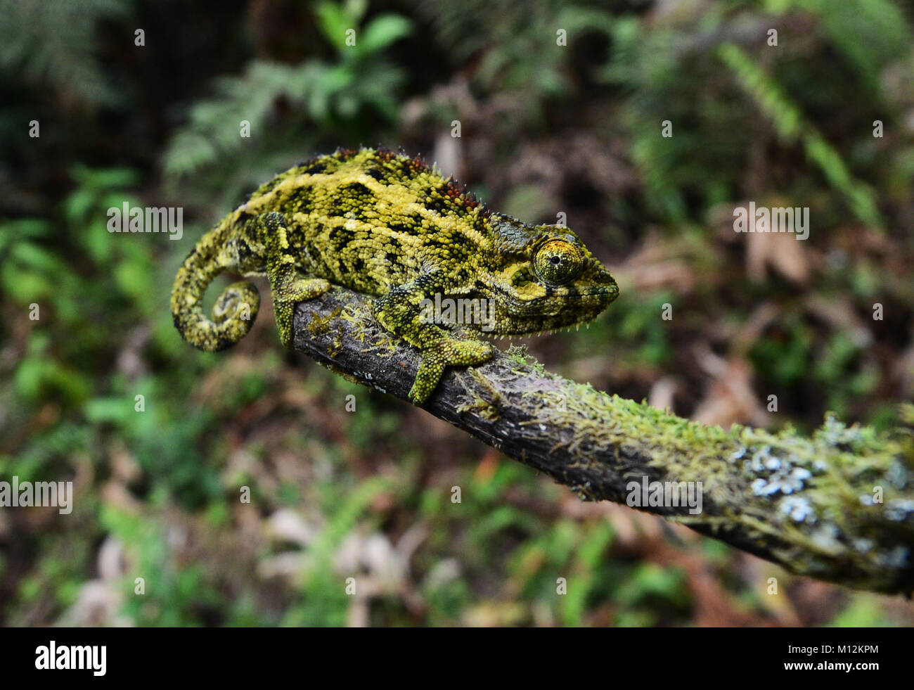 Ein Chamäleon in Virunga National Park, D.R.C Stockfoto