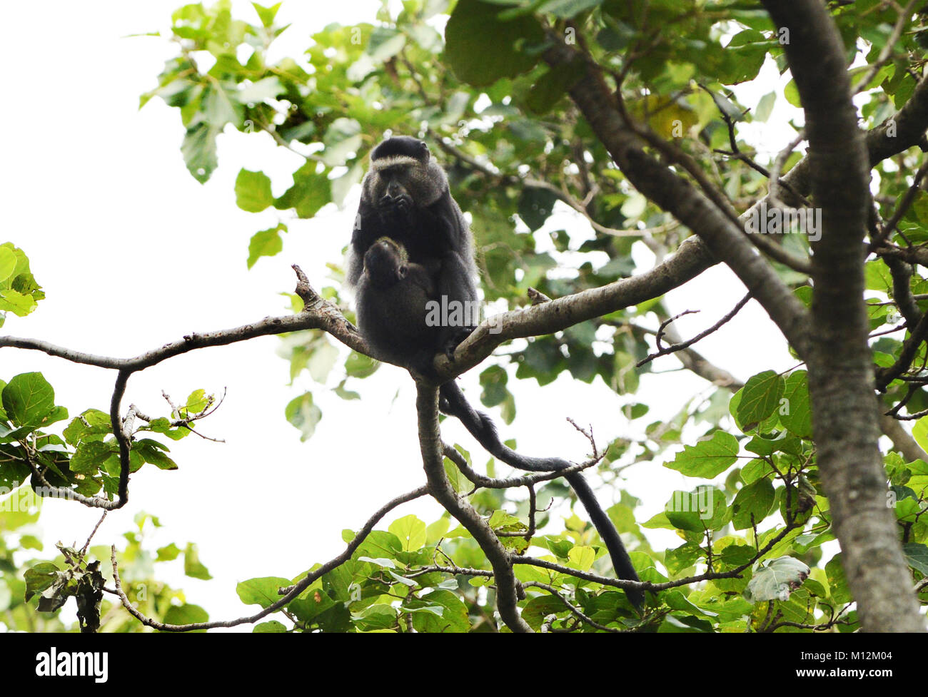 Ein blauer Affe im Virunga Nationalpark im Osten der Demokratischen Republik Kongo. Stockfoto