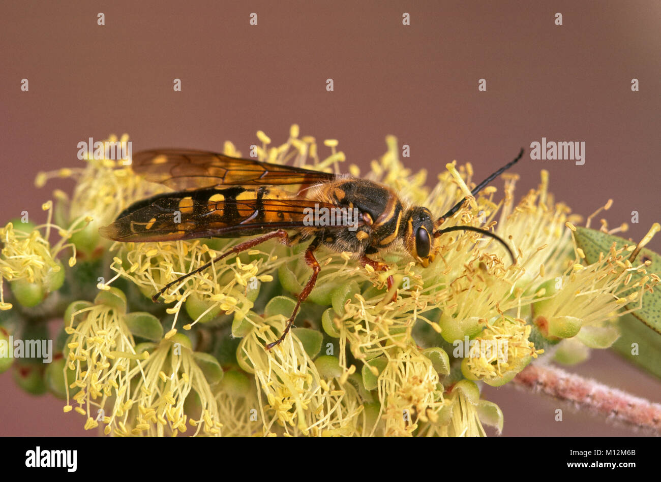 Männliche Blüte Wasp (Tiphiidae) auf bottlebrush Blume Stockfoto