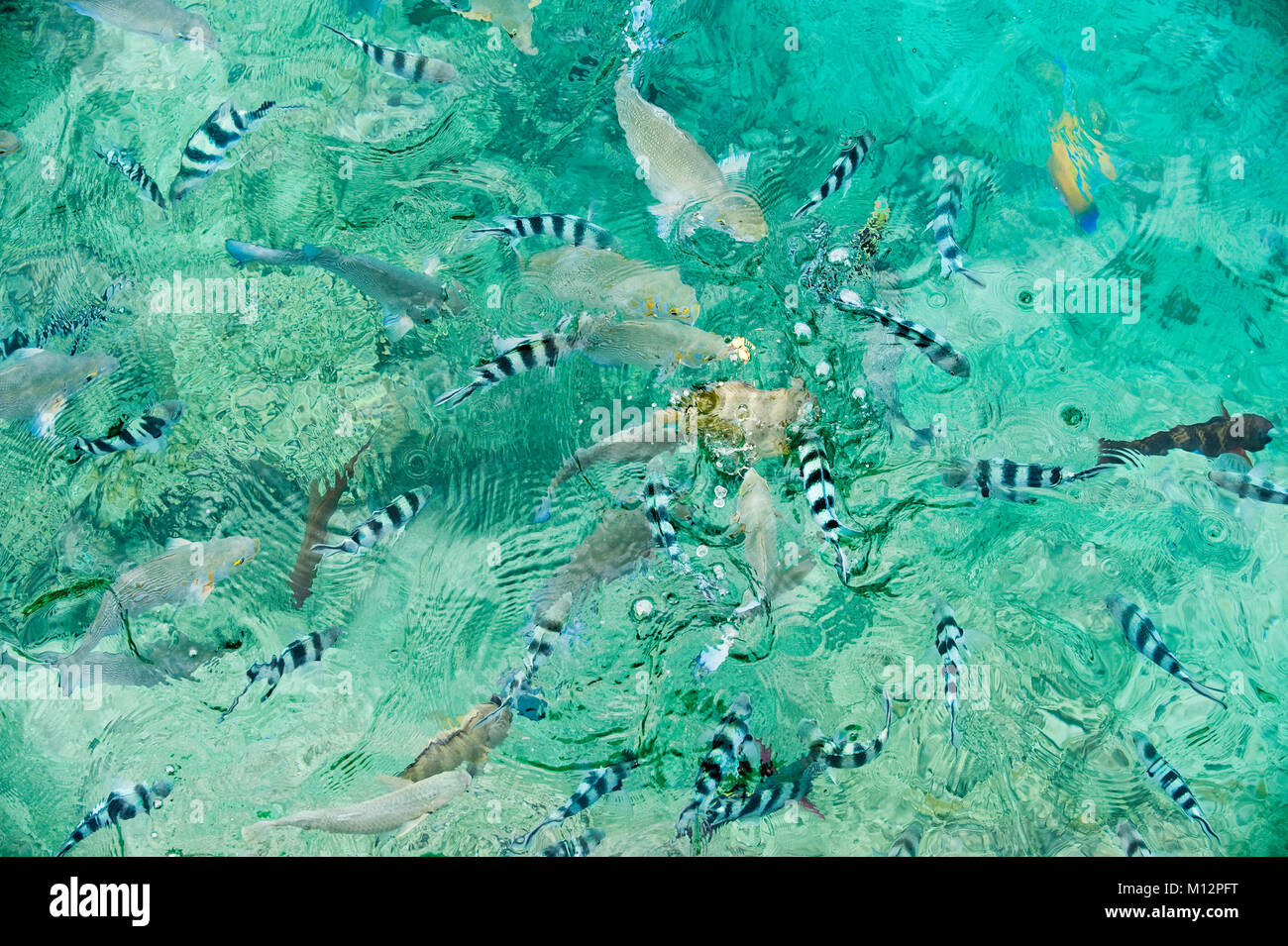 Eine Schule der Dascyllus Fisch aus Royal Davui Island, Fidschi. Dascyllus hängen von Korallenriffen, die in Hülle und Fülle um Fidschi. Stockfoto