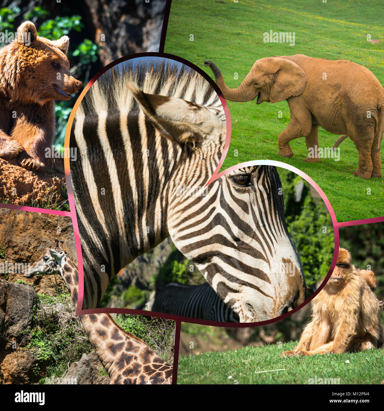 Collage Wilde Afrikanische Tiere Stockfotografie Alamy