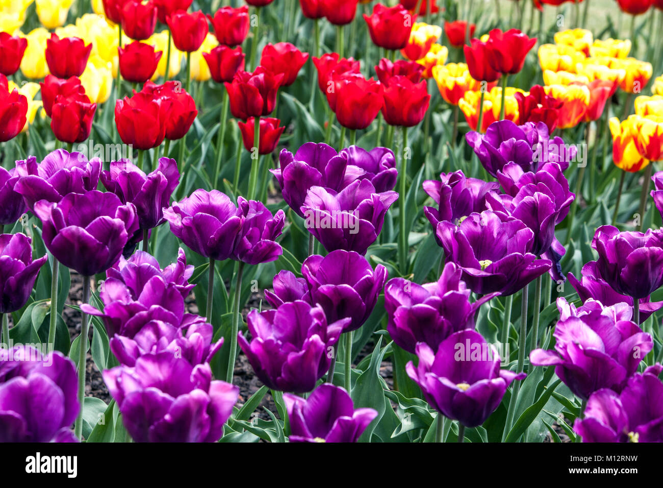 Blumenbeet voller bunter Tulpen im Garten Stockfoto