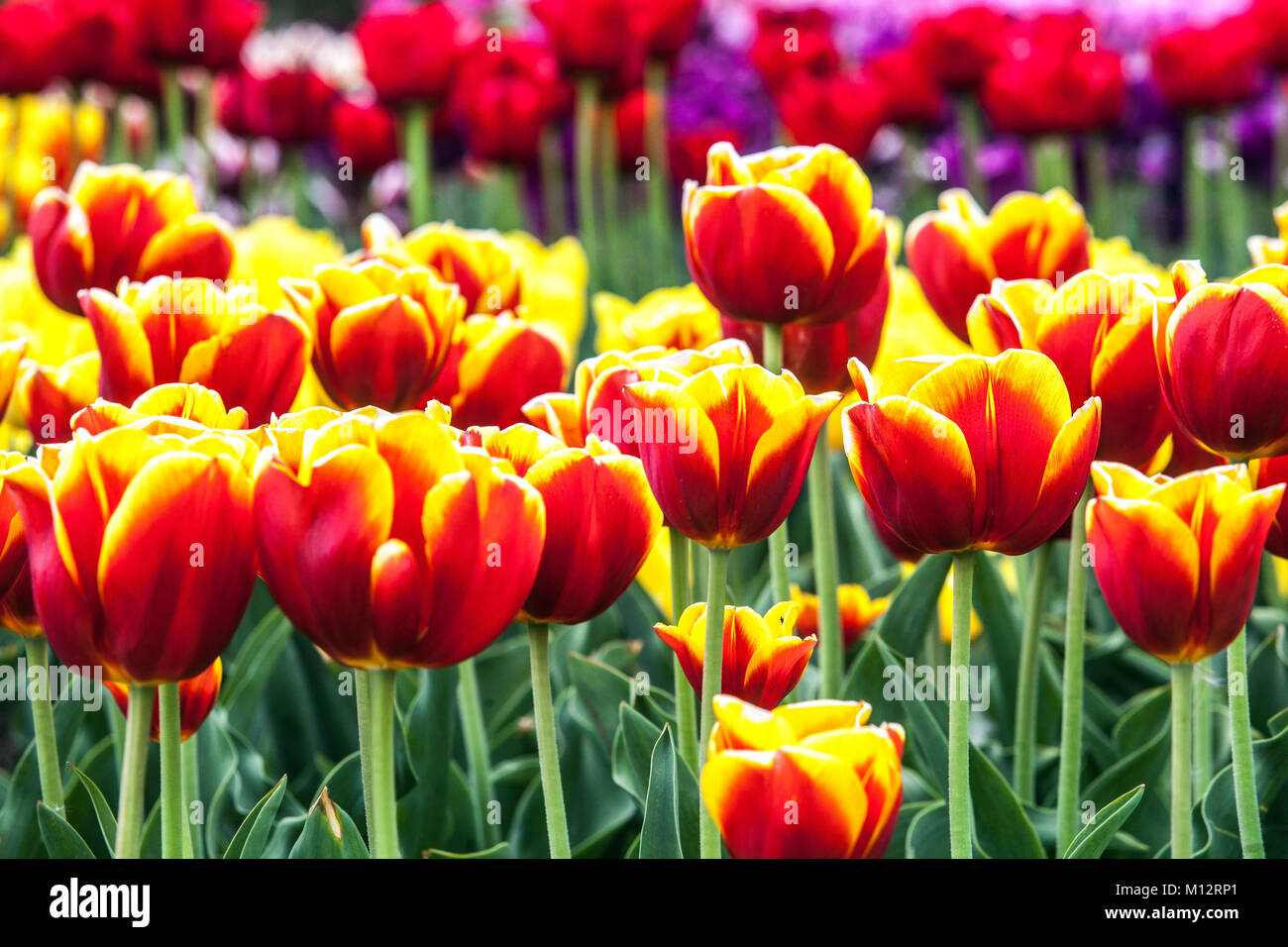 Farbenfrohes Blumenbeet aus roten gelben Tulpen in Gartenblumen gemischter Frühling Stockfoto