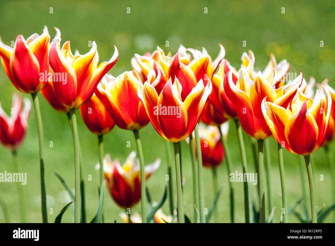 Schöne bunte Tulpen im Garten Stockfoto