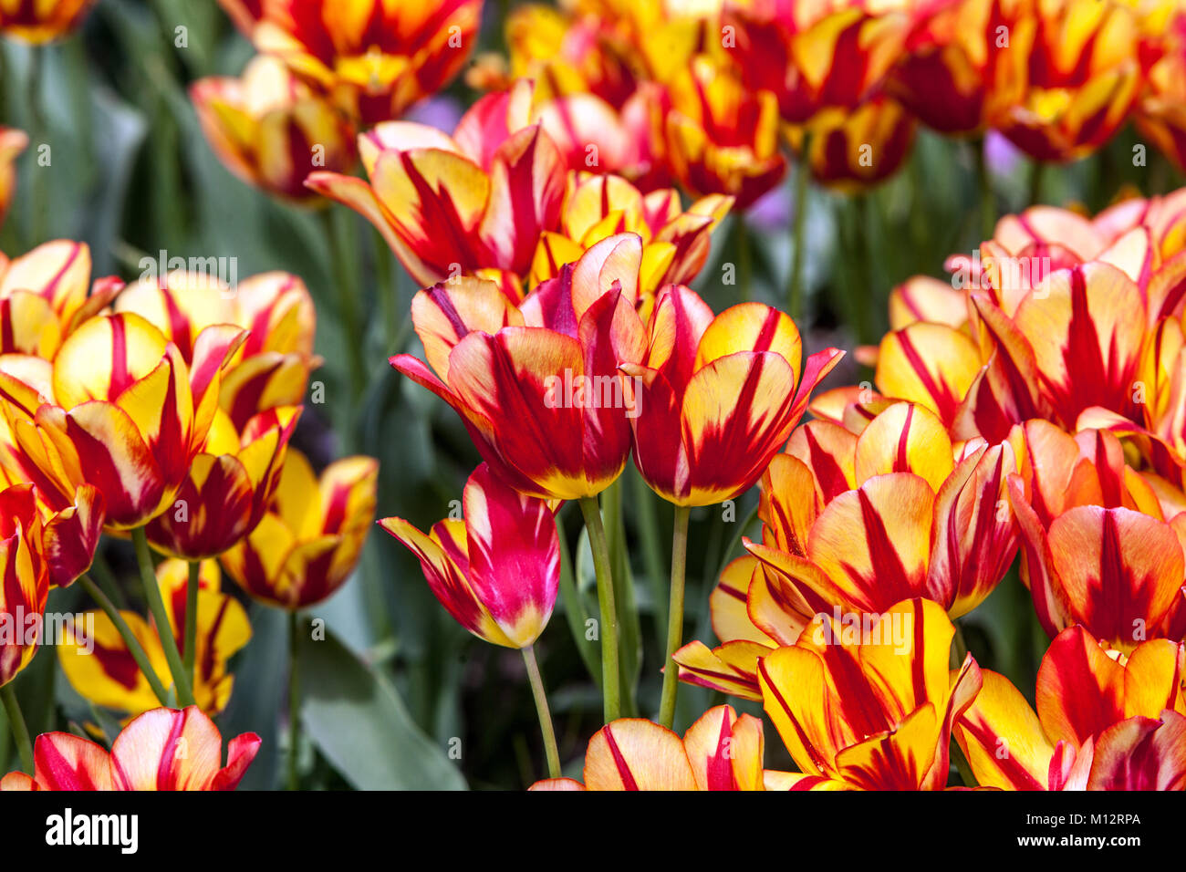 Blumenbeet voller bunter Tulpen im Garten Stockfoto
