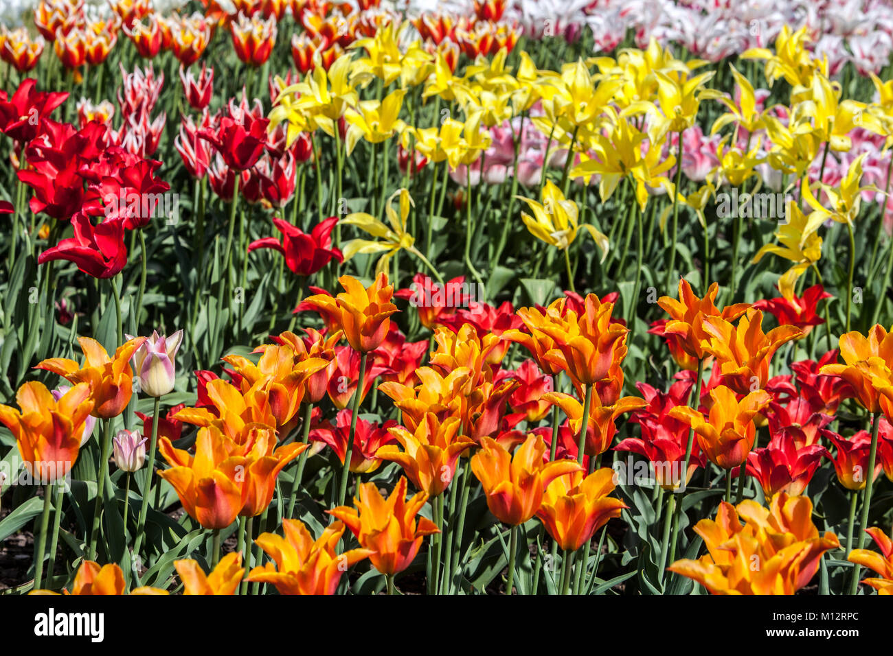 Schöne Blume Bett voller bunter Tulpen Garten Stockfoto