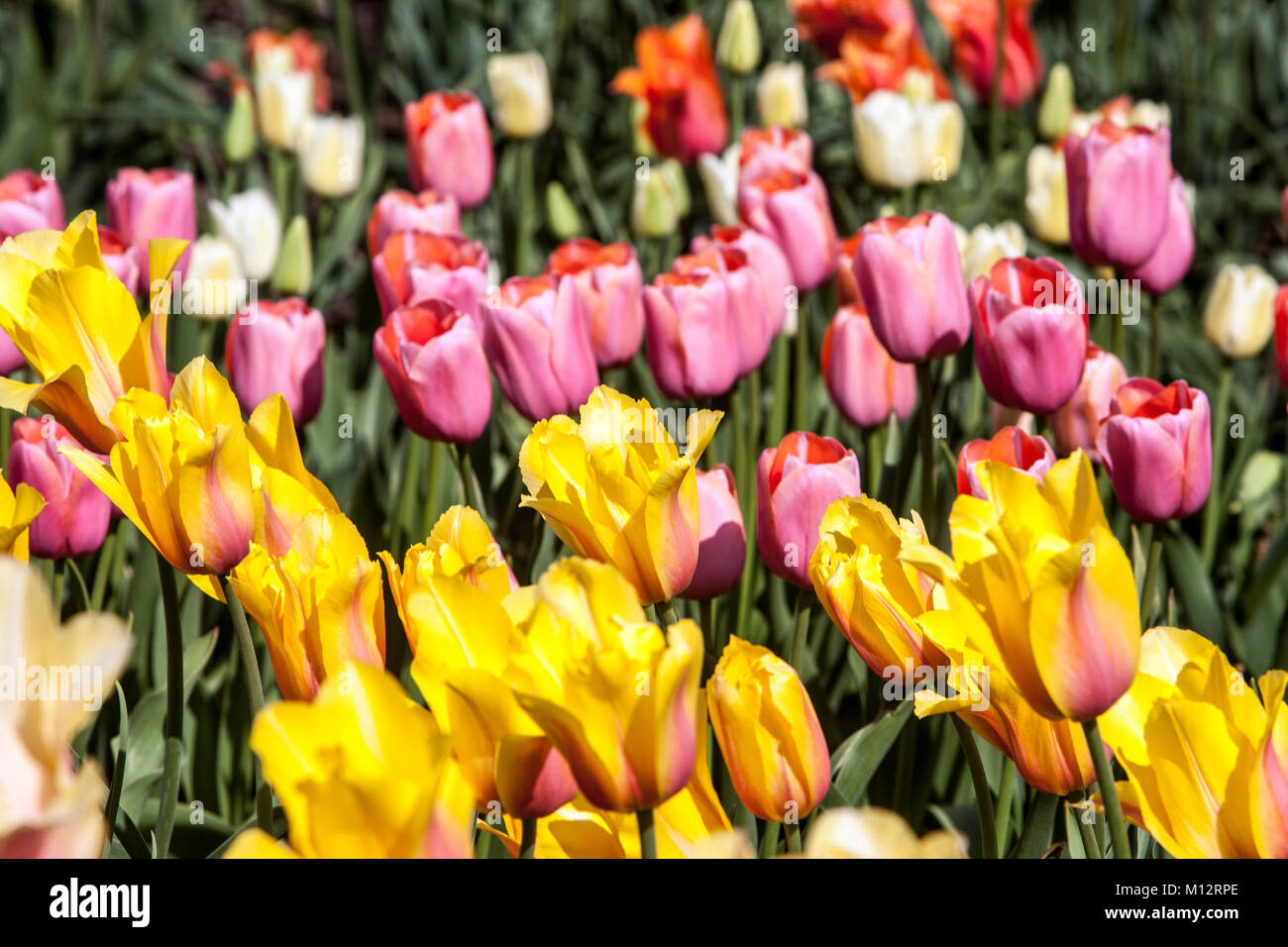 Blumenbeet voller farbenfroher Tulpen im Garten voller Blüte Stockfoto