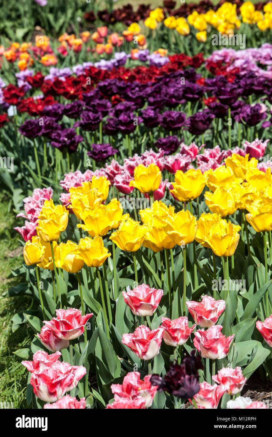 Gemischte Blumen, Blumenbett voller farbenfroher Tulpen im Garten Mix aus Tulpen Blumen Stockfoto