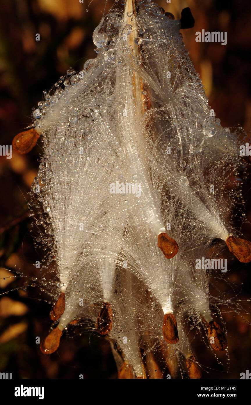 Seidenpflanze Samen bedeckt mit Tau, Wilton Park, Saratoga County, New York Stockfoto