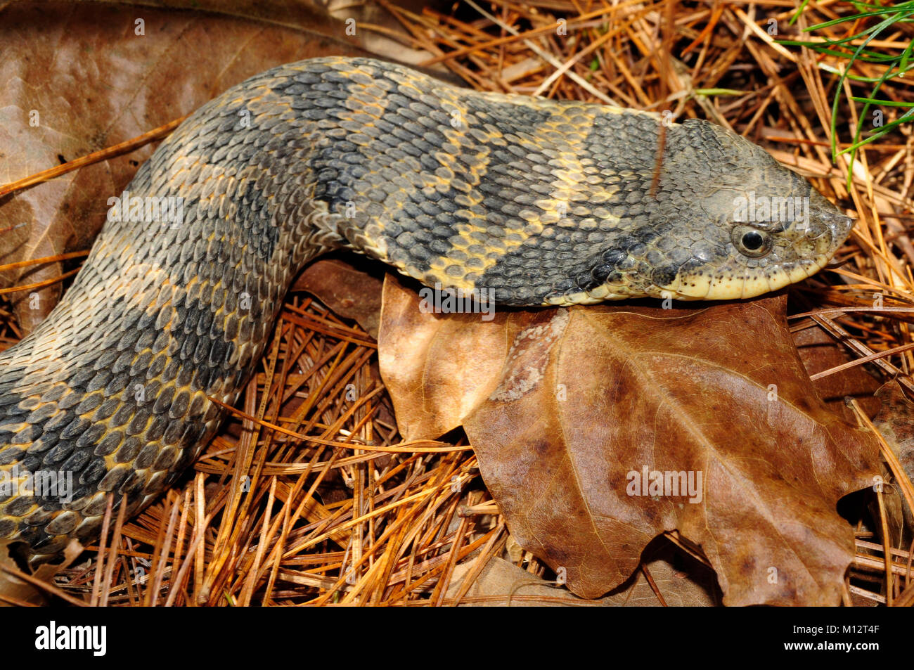 Eastern Hognose Snake (Heterodon platirhinos), Wilton Park, Saratoga County, NY Stockfoto