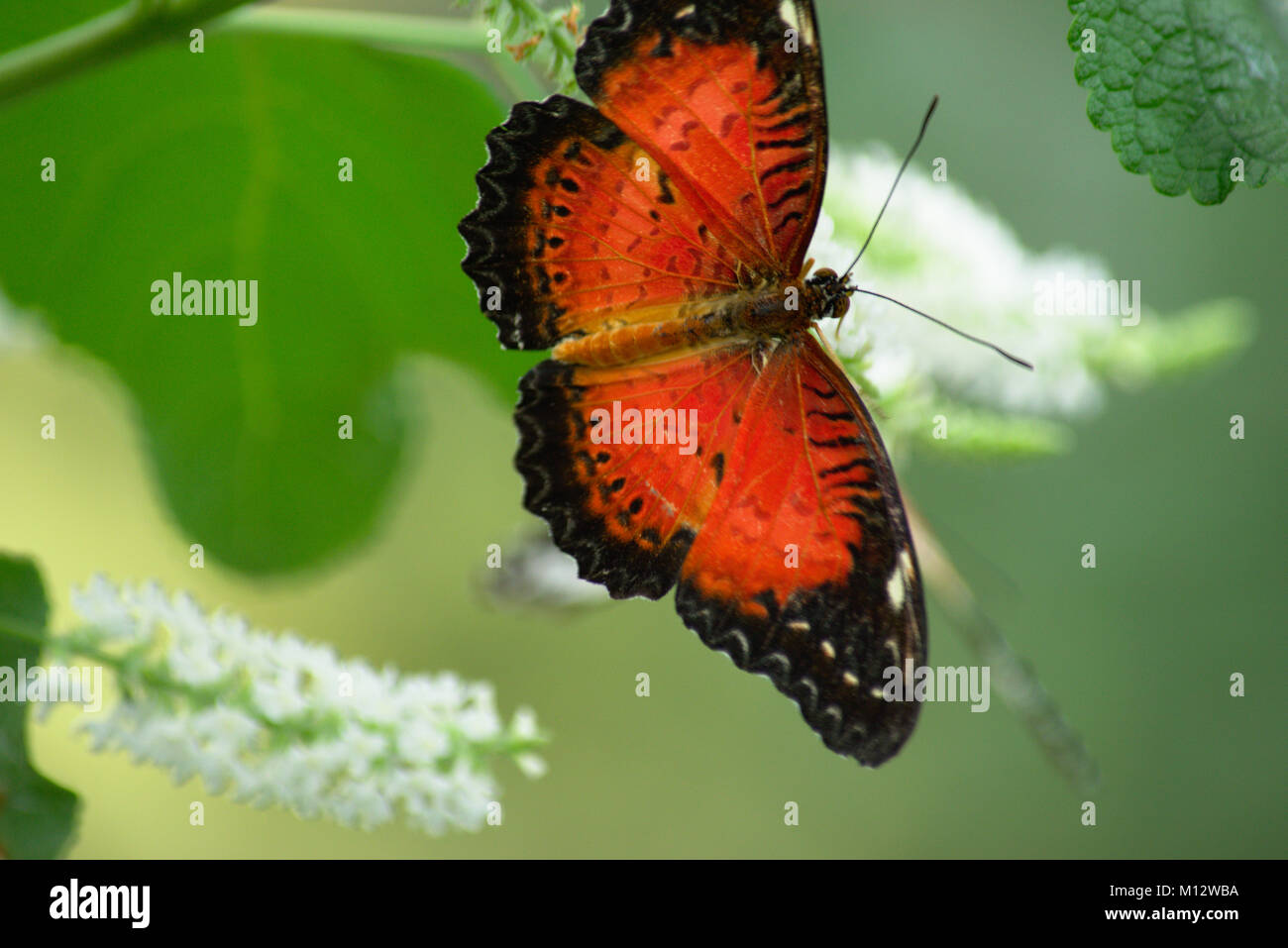 Stecker, rot Florfliege Schmetterling Stockfoto