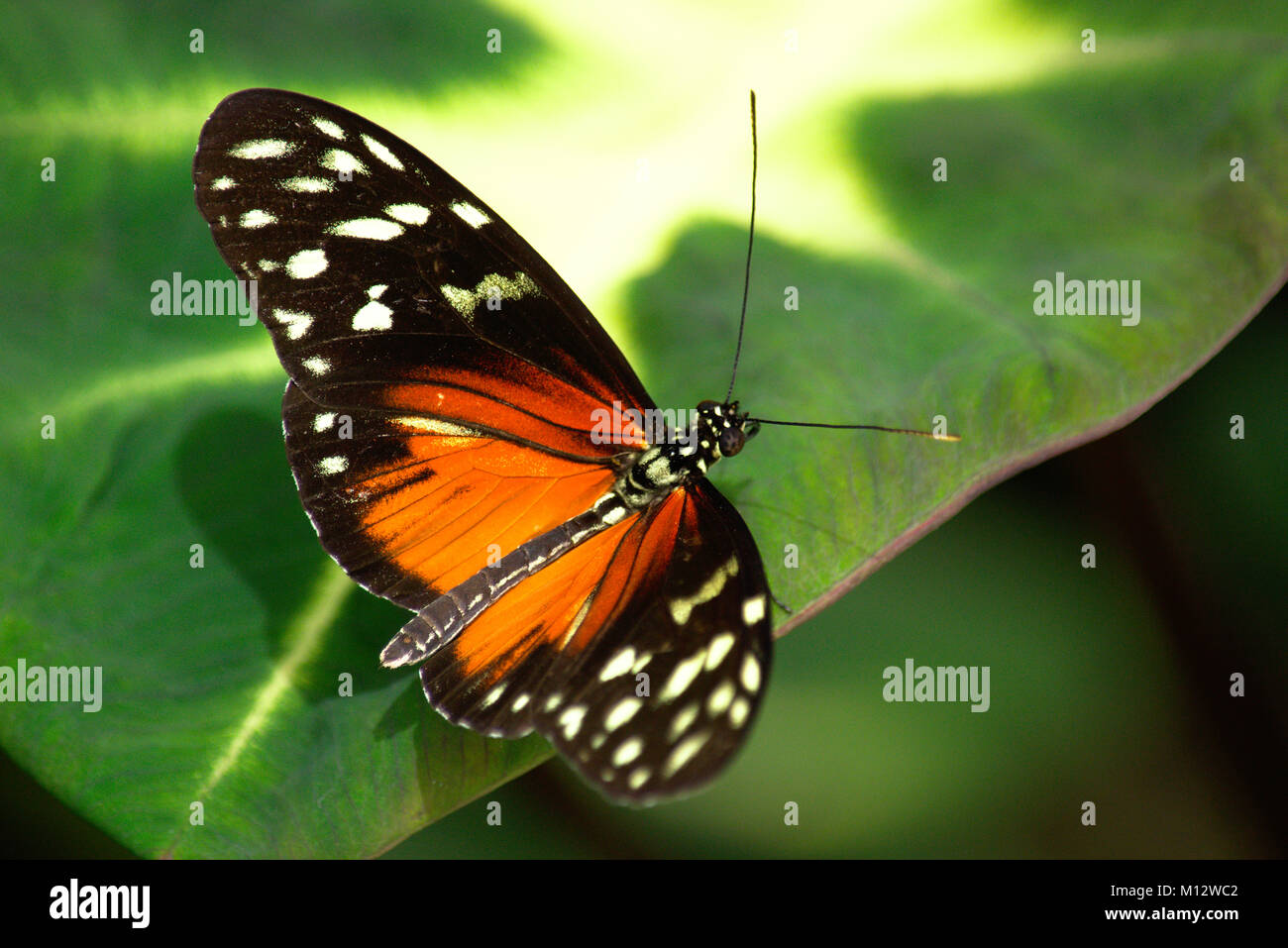 Hecale Langflügel-Schmetterling auf großem grünen Blatt Stockfoto