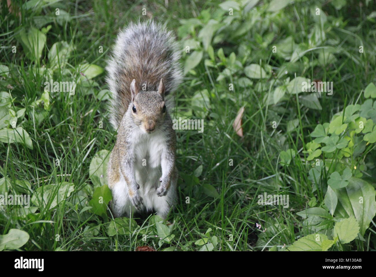 Eichhörnchen im Central Park @ New York City Stockfoto