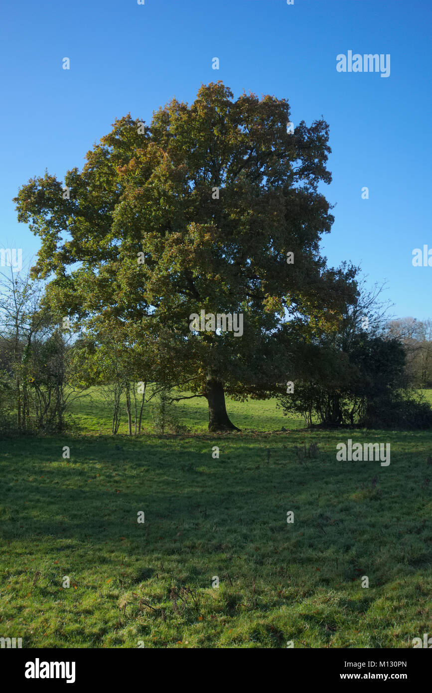 Quercus cerris Türkei Eiche Ende November noch immer die meisten Laub Stockfoto