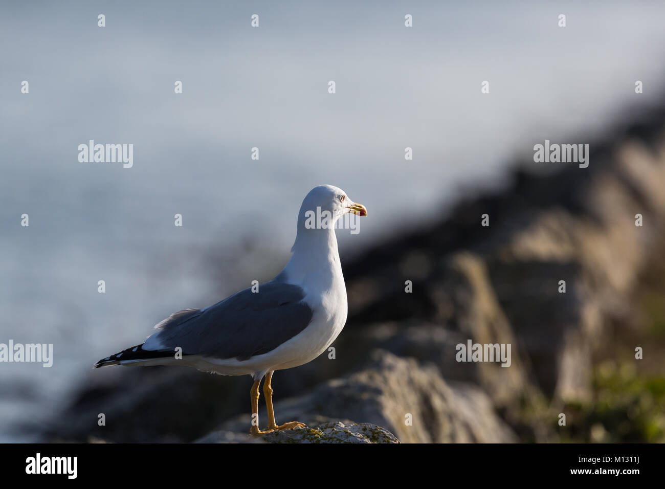 Eine natürliche Möwe in Hafen mit Wasser entlang der felsigen Dock Stockfoto