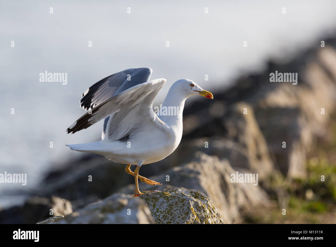 Eine natürliche Möwe auf felsigen Dock, die Verbreitung Flügel Stockfoto