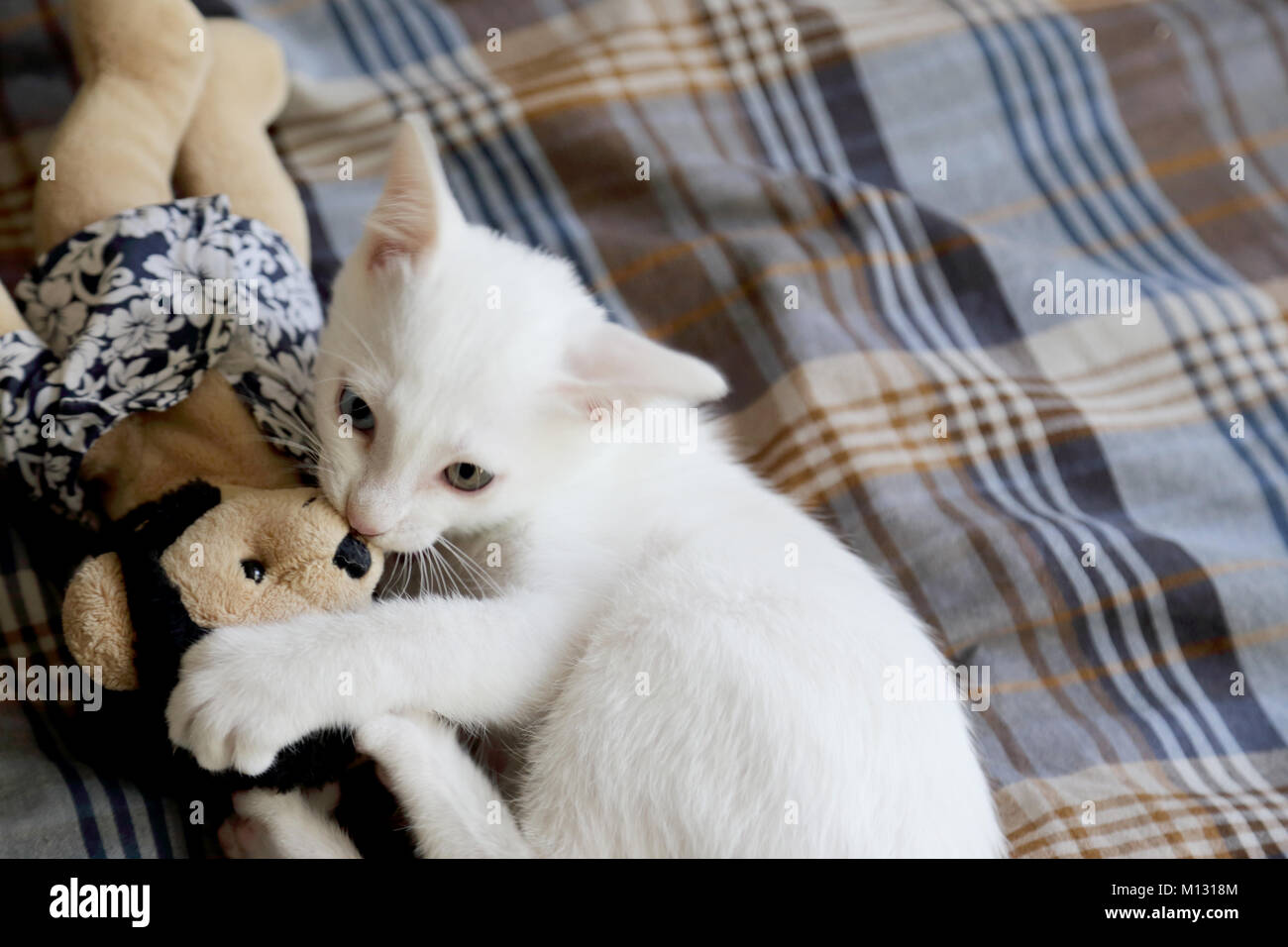 Die weißen odd Augen Katze im Haus. Stockfoto