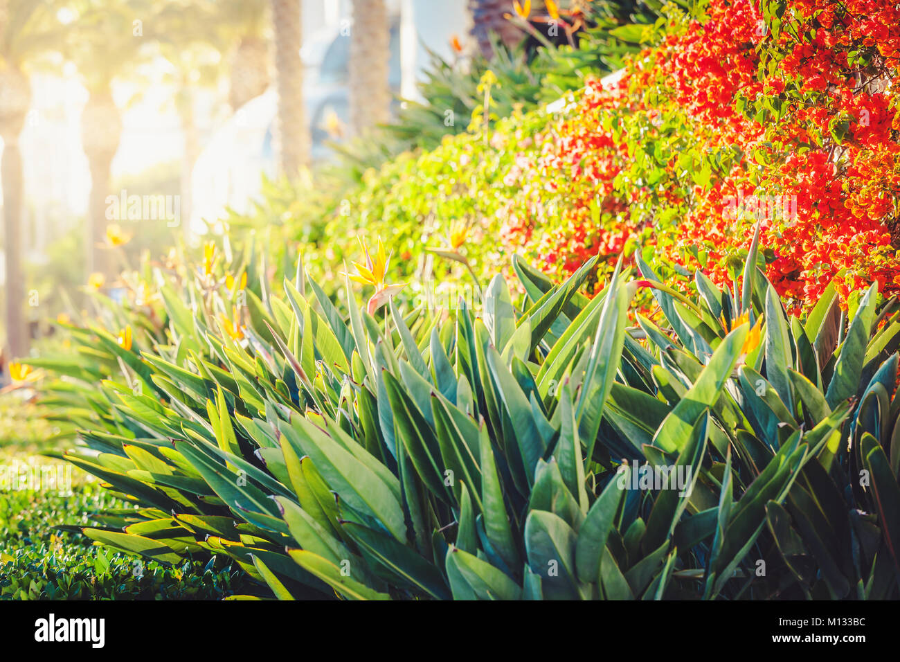 Tropische Flora in Rim Licht mit Sunflare in Santa Monica, Kalifornien, USA, Reisen Hintergrund mit Kopie Raum Stockfoto