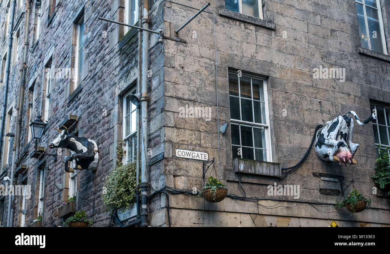 Außenwand des Gebäudes in Cowgate, Old Town, Edinburgh, Schottland, Großbritannien, mit skurrilen Modell Kuhkopf, Rückseite und Euter Stockfoto