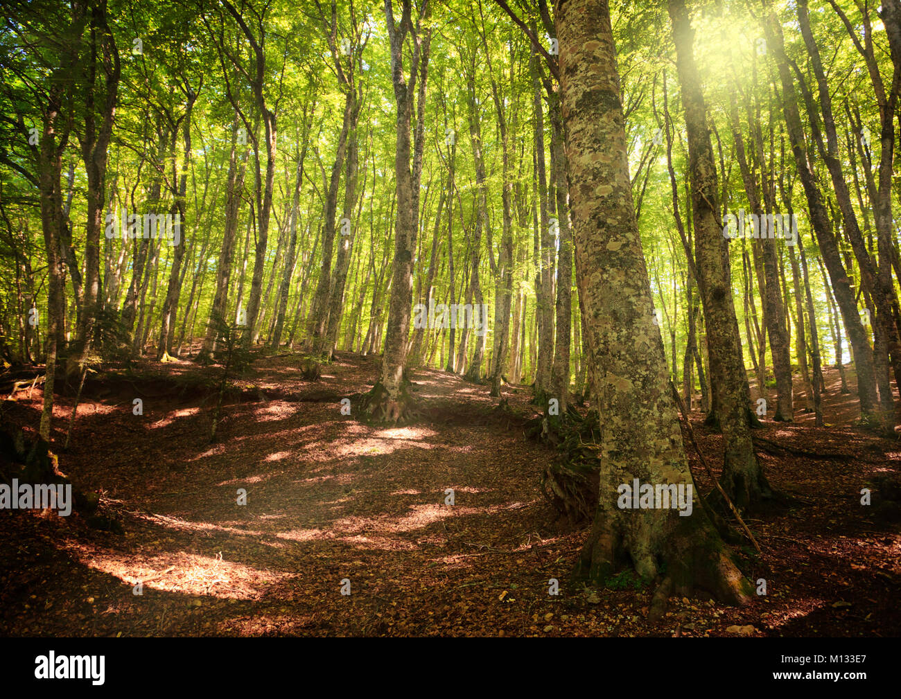 Sonnige Buche Fagus selvatica Wald in Gambarie di Aspromonte. Fokus auf den trunc auf der rechten Seite Stockfoto