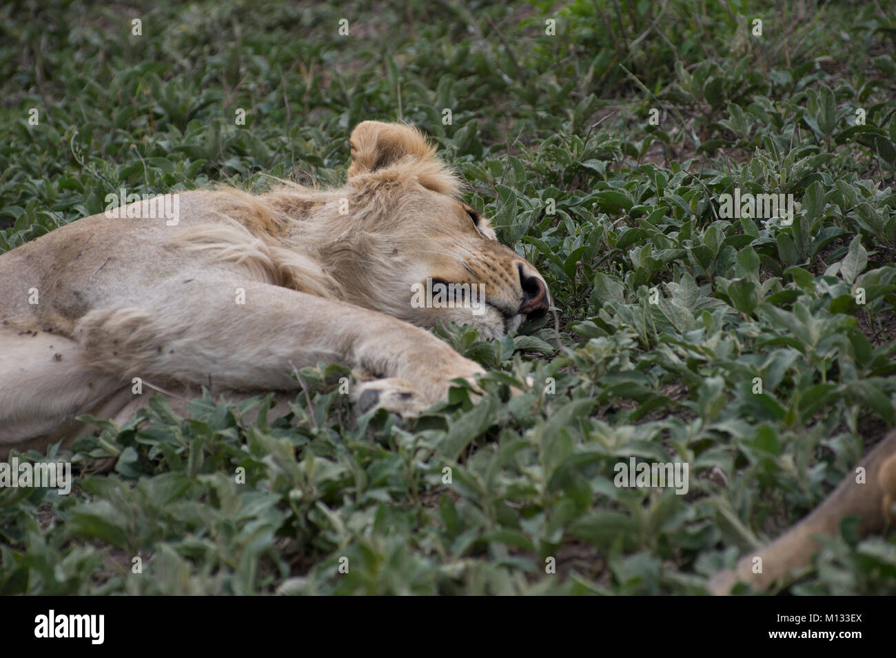 Männliche Löwe, der König des Dschungels, friedlich schlafend in der Serengetti in Tansania auf einem üppigen grünen Bett mit pelzigen Klauen und Mähne Stockfoto