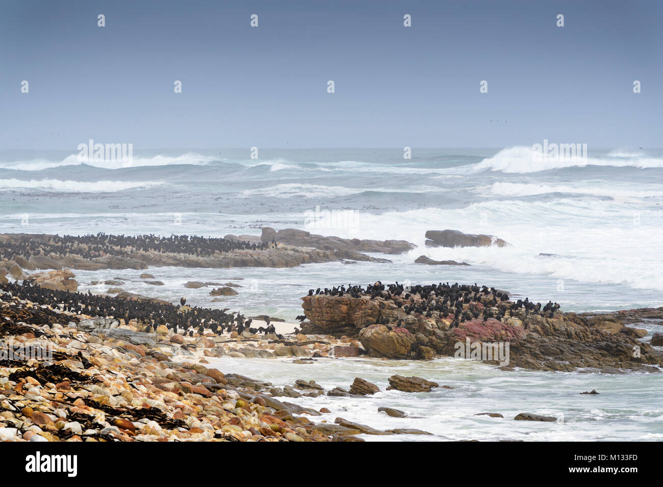 Landschaft mit felsigen Küste und Cape Kormoran (Phalacrocorax capensis) Kolonie, Kap der Guten Hoffnung, Cape Peninsula, Südafrika Stockfoto