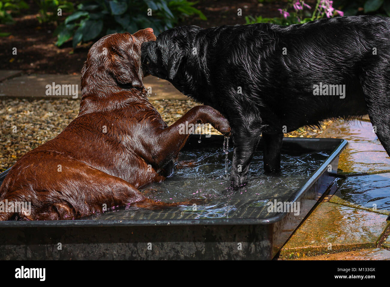 Zwei Hunde spielen in einem Pool von Wasser - braune und schwarze Labrador planschen in einem Pool von Wasser an einem warmen Sommertag Stockfoto