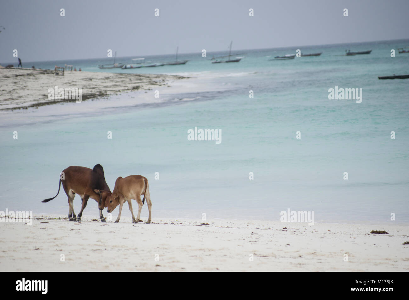 Kühe und Stiere versammeln sich am Strand von Nungwi, Sansibar, Tansania am feinen weißen Strand mit Palmen im Hintergrund Stockfoto