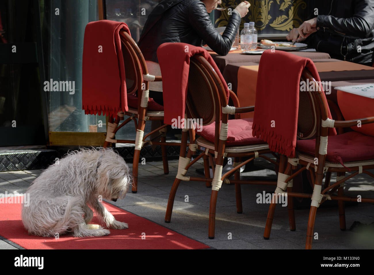 Traurig und langweilig weißen Hund wartet auf Besitzer Speisen in Street Cafe Stockfoto
