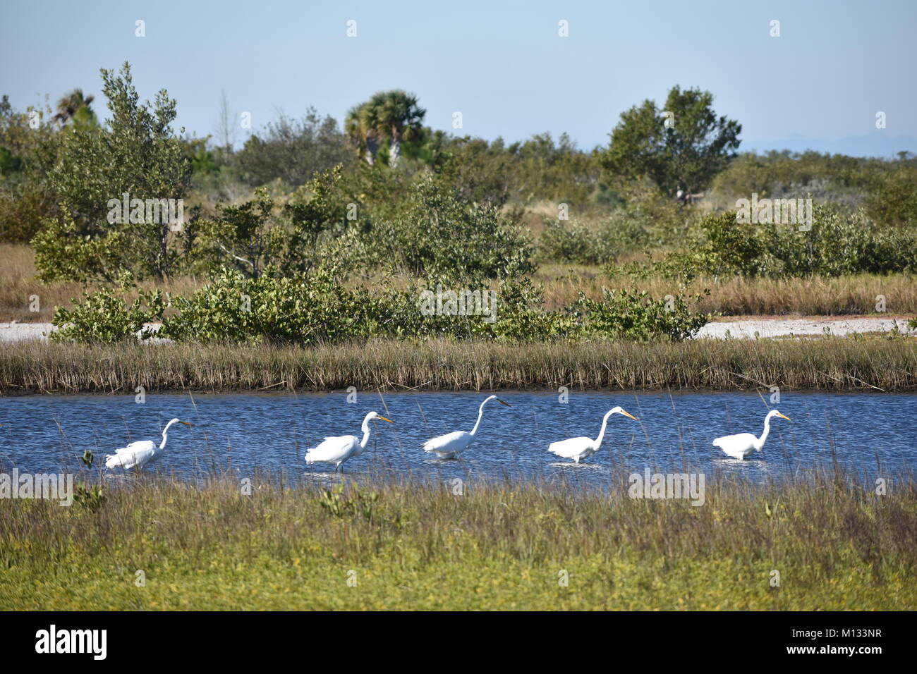 Große weiße Reiher walking thru Binnengewässer in Robinson Naturschutzgebiet in Bradenton, Florida Stockfoto