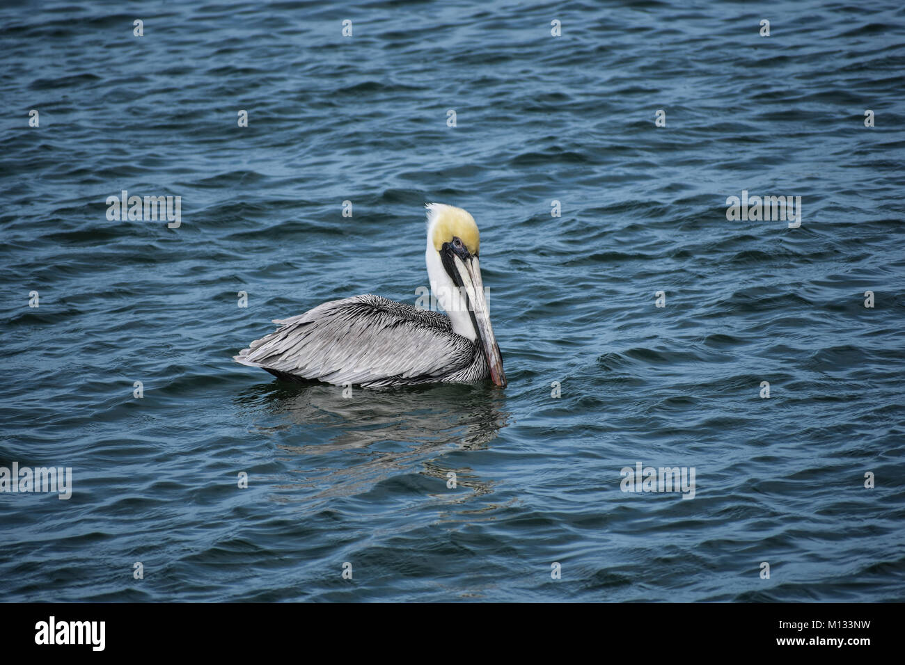 Gelber Kopf Pelican schwimmen aus Venedig, Florida mit geschlossenen Flügeln Stockfoto