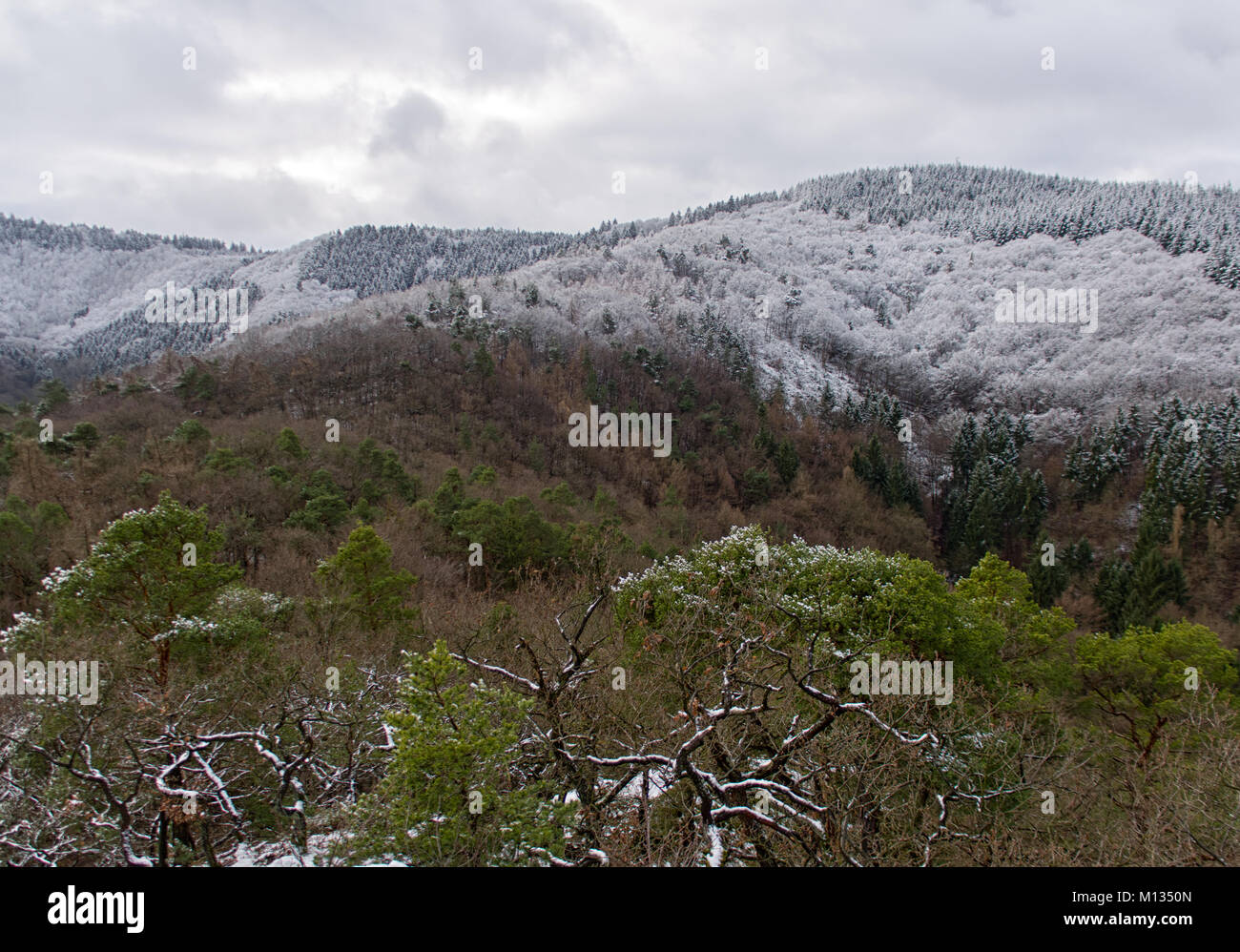 Sichtbar snowline im Wald Stockfoto
