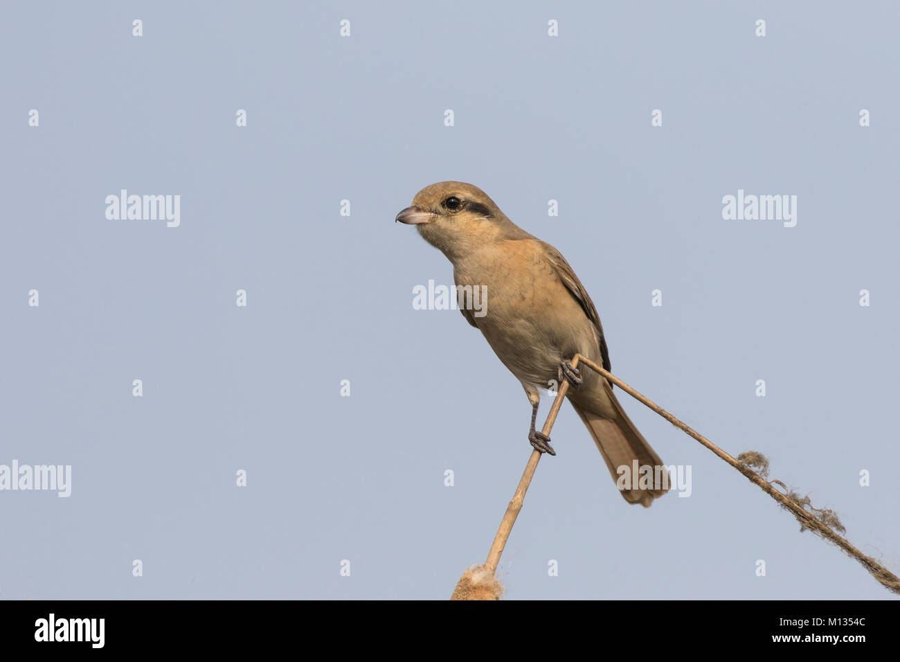 Schöne Isabelline Shrike Vogel thront auf einem trockenen Zweig mit einem sauberen Hintergrund Stockfoto