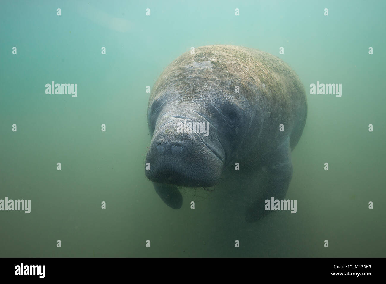 Adorable manatee underwater Portrait Stockfoto